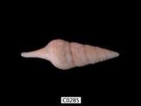 藏品(白線捲管螺)的圖片